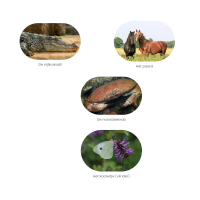 Dierenpaspoort + toegang website (download)